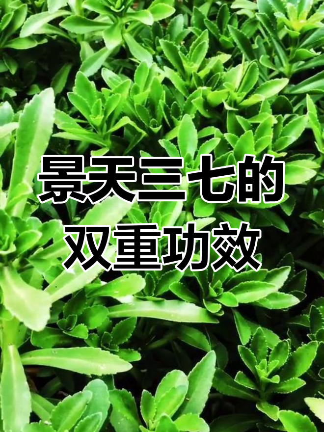 景天三七,药食两用,保健佳品