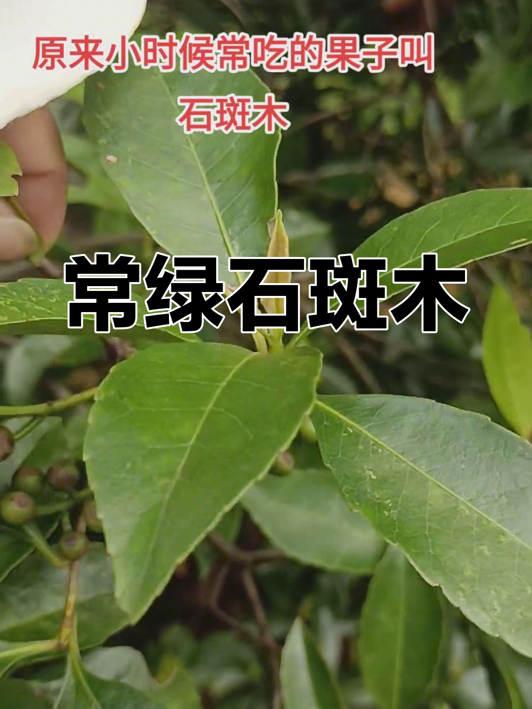 石斑木:蔷薇科常绿灌木,果实紫黑