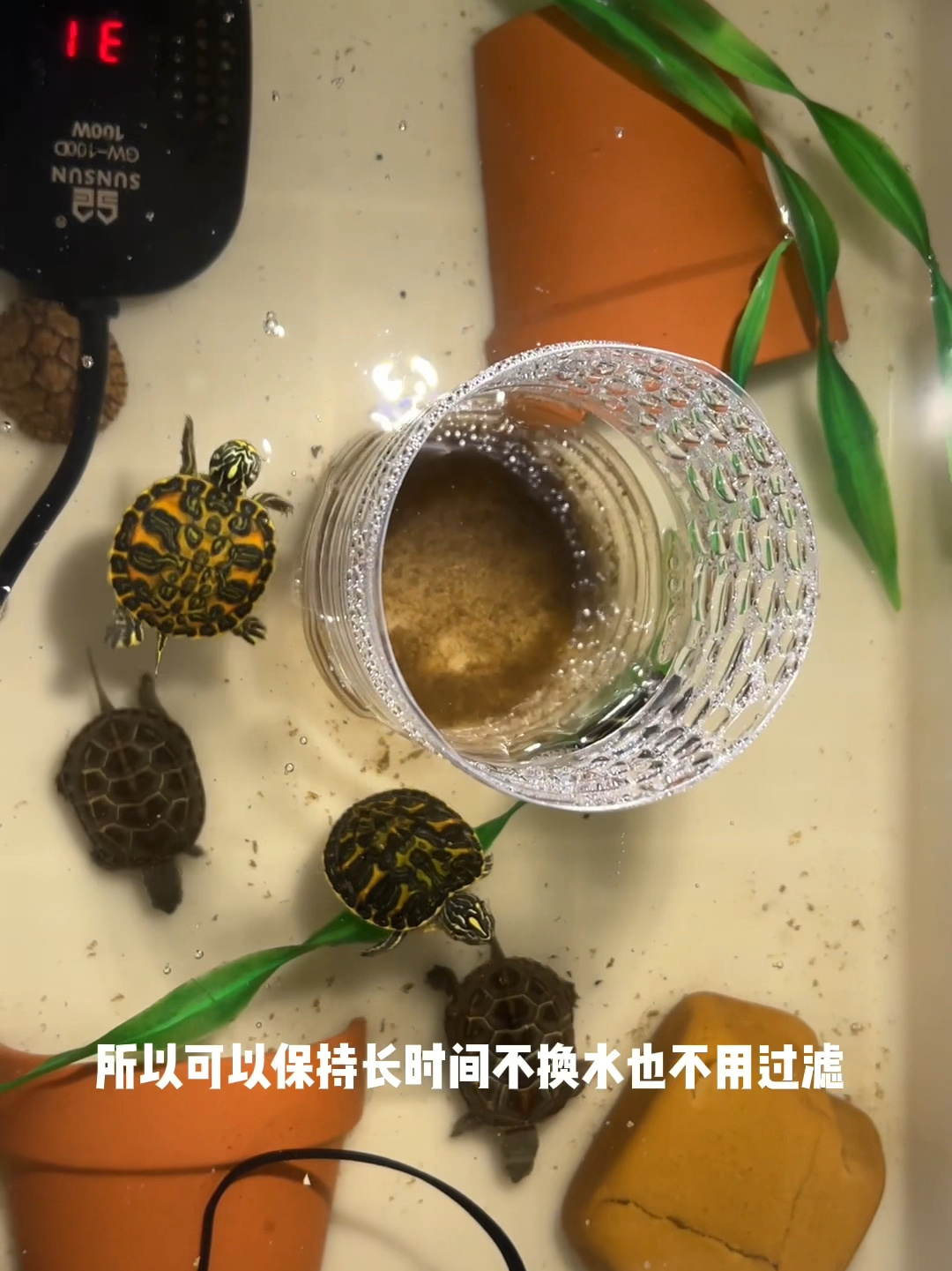 无过滤不换水,如何制作乌龟便便收集器?