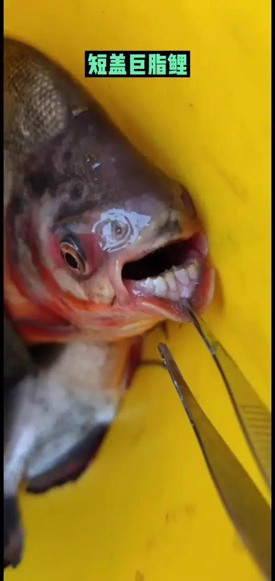 淡水白鲳