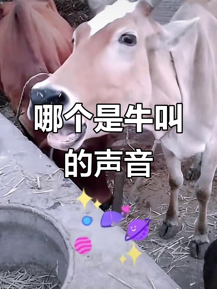 你能猜出哪个才是真正的牛叫声吗?