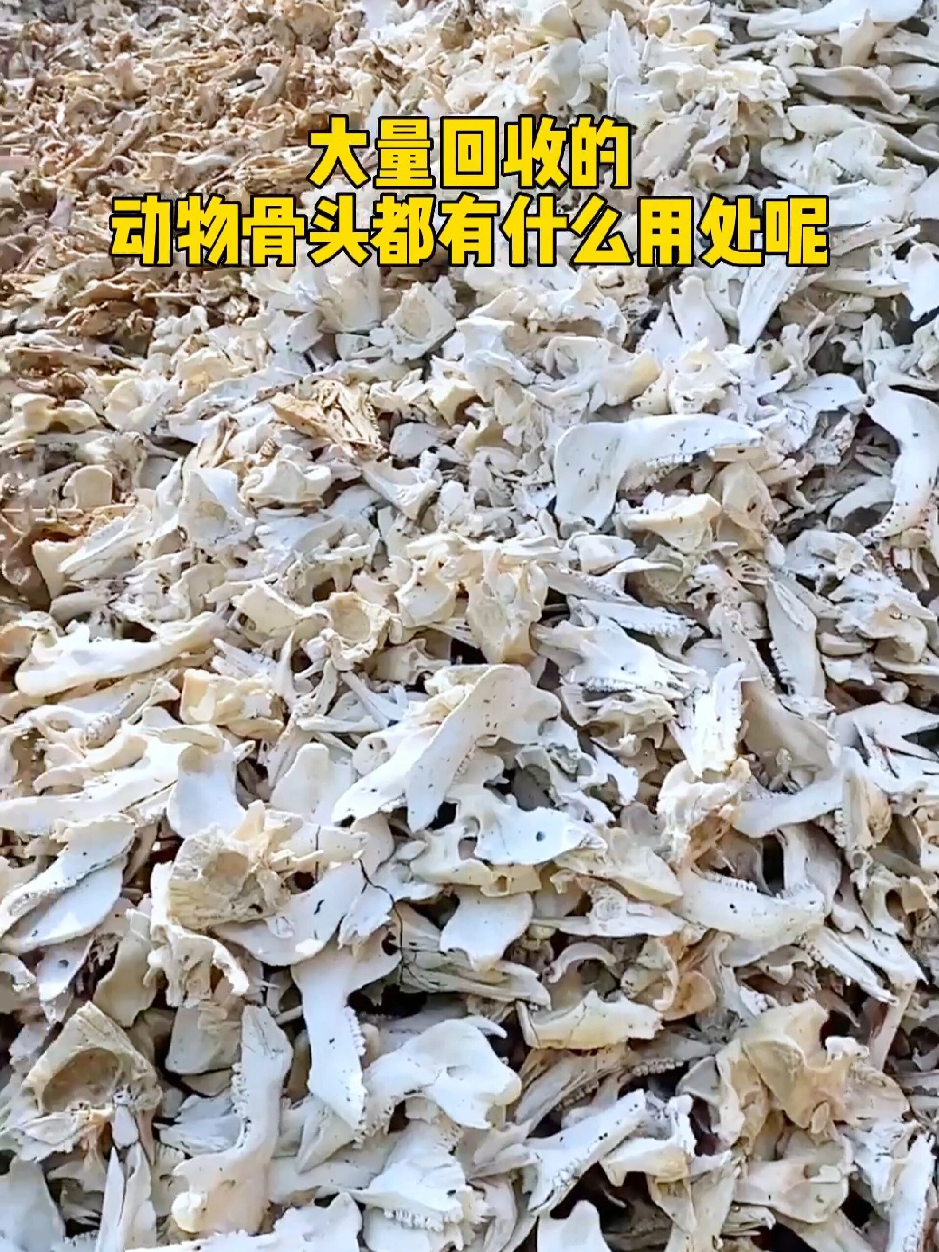 回收的废骨头是如何处理了呢