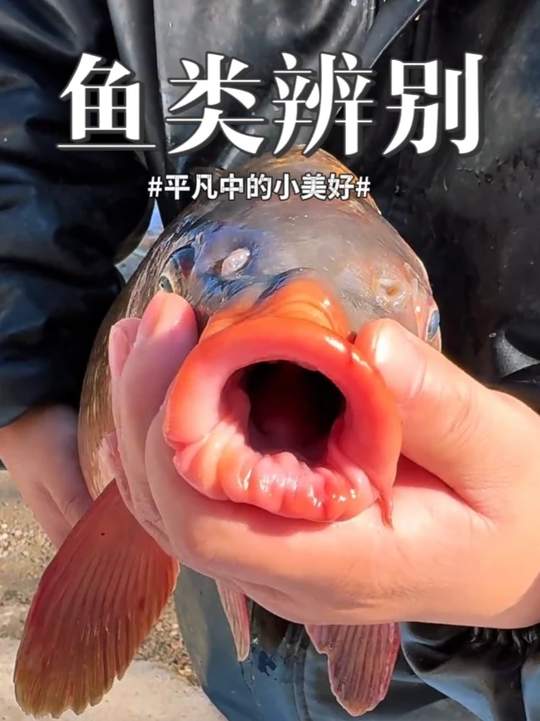 哪些鱼能吃哪些不能吃，鲤鱼鲑鱼等水产食用需慎重