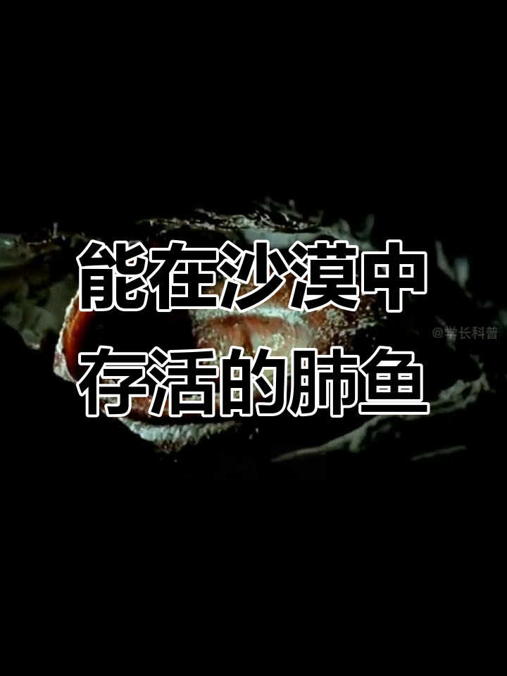 非洲沙漠中的“不死鱼”：如何忍受高温和密闭环境