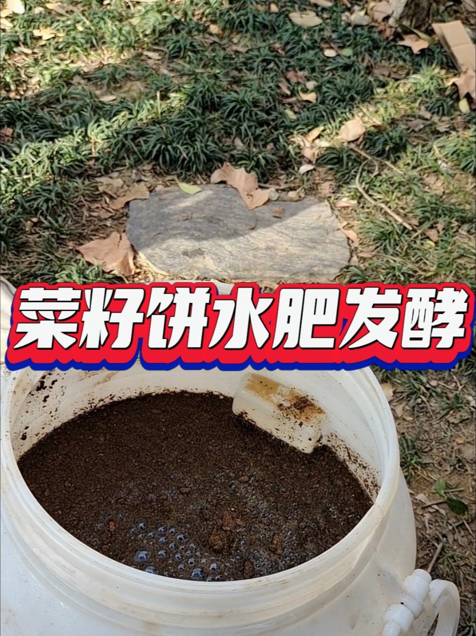 菜籽饼水肥发酵,菜枯有机肥沤肥方法