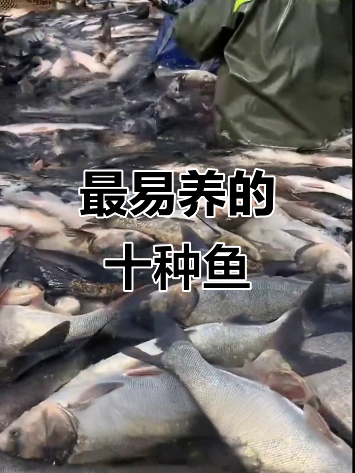 十大最适合养殖的鱼类,看看你最喜欢哪种?