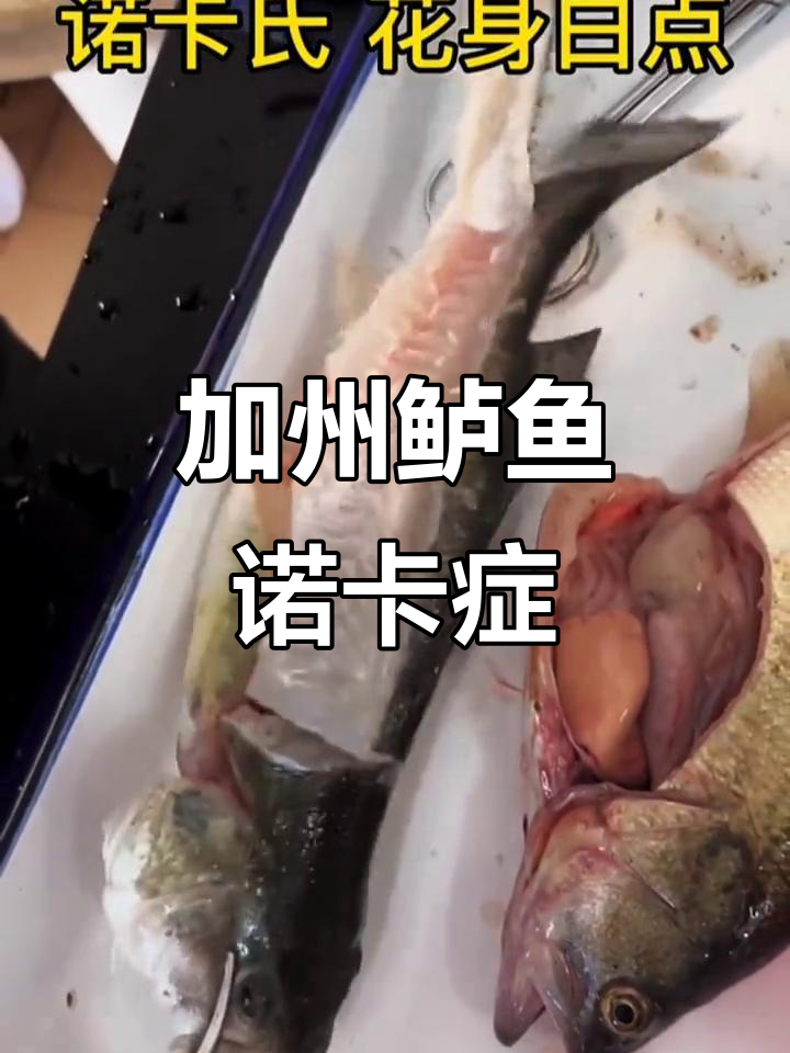 加州鲈鱼诺卡氏症状揭秘:白点与结节的典型表现