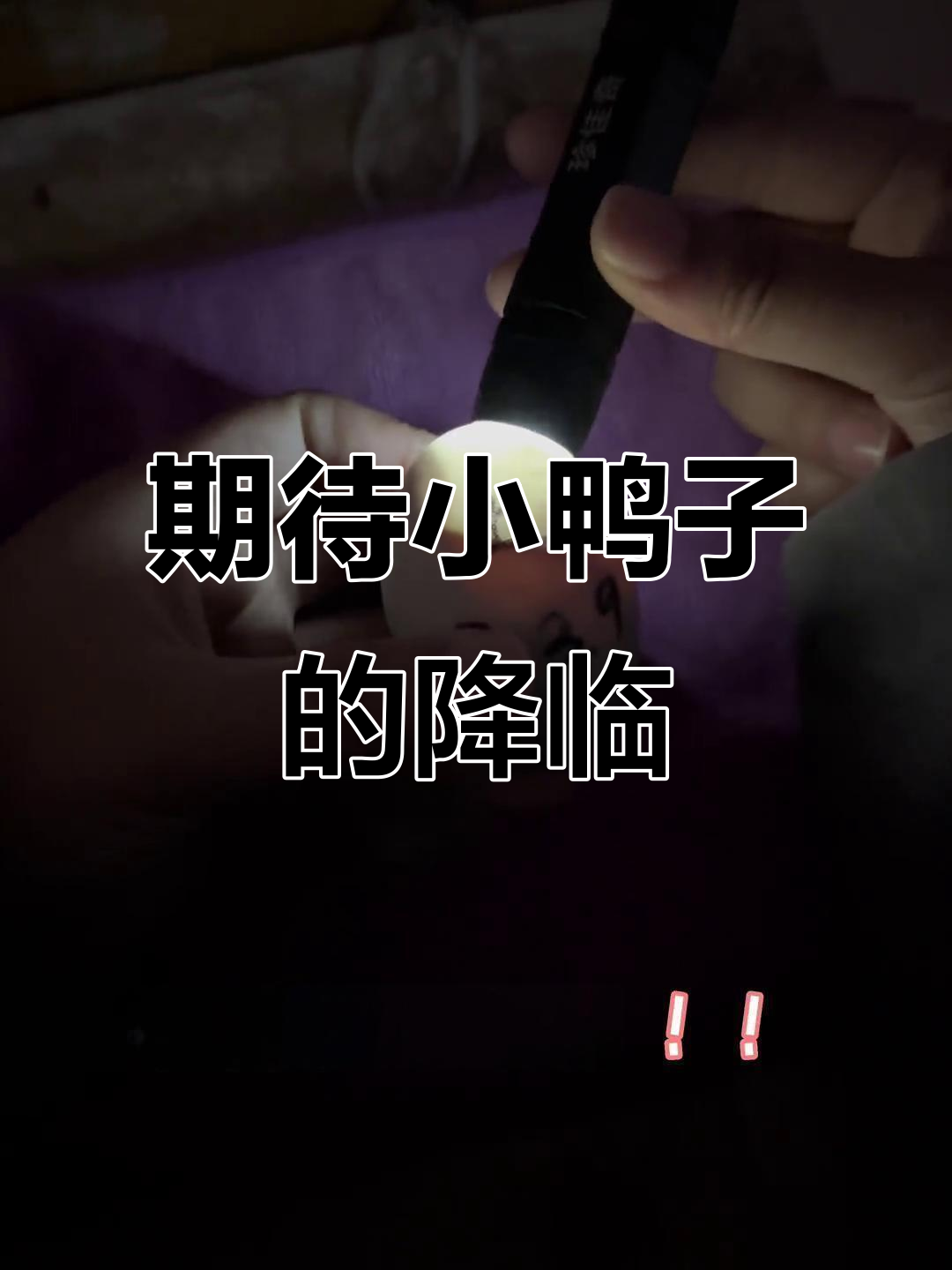 小鸭子孵化倒计时，破壳瞬间太萌了！