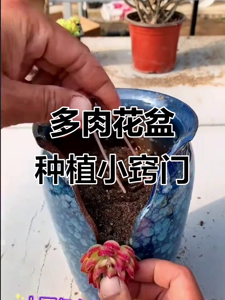 轻松掌握多肉花盆种植技巧,缺口纹种法超简单