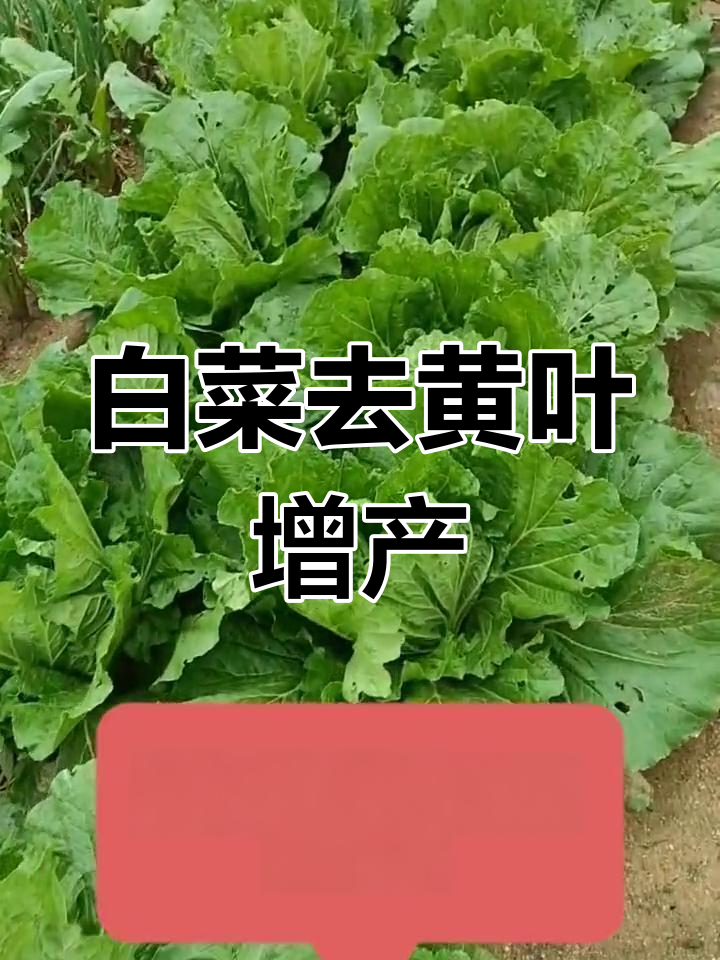 打底叶助白菜壮心,提升产量