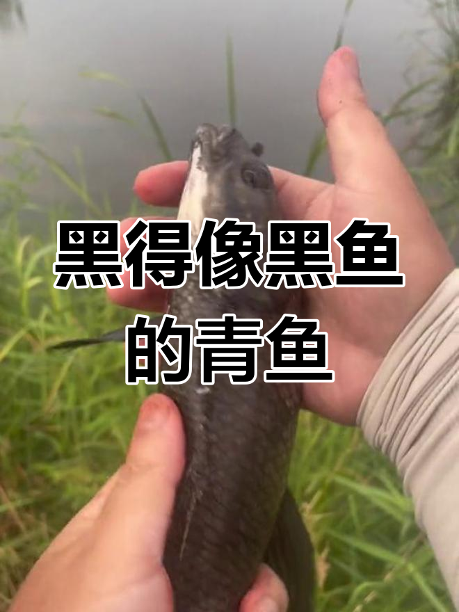 这么黑的青鱼,差点以为是清道夫!