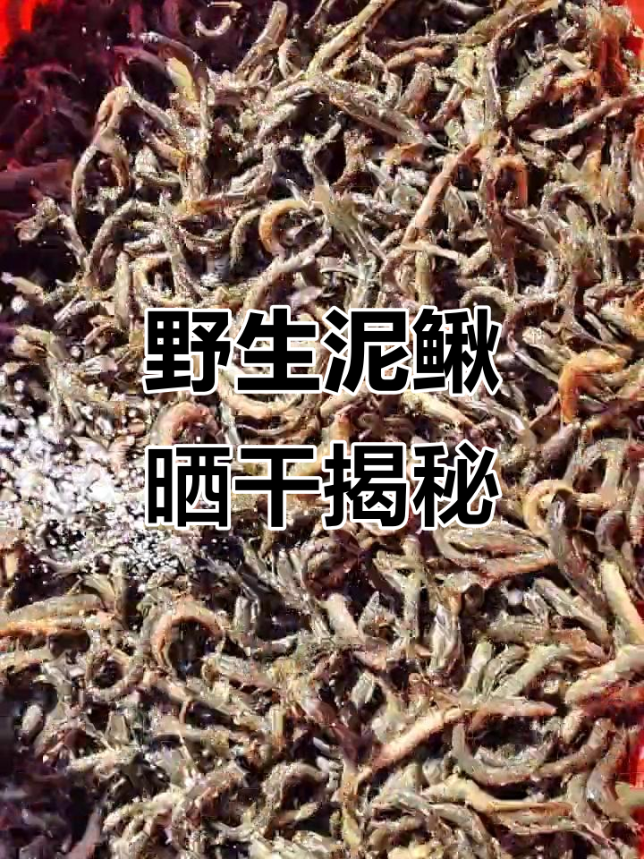 野生泥鳅晒干过程:活鱼直接撒盐,暴晒成美味