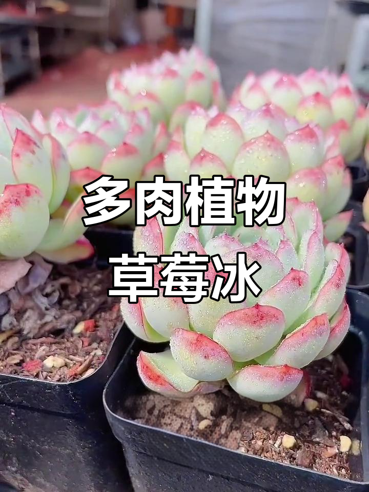 草莓冰控养多肉，轻松掌握养护技巧