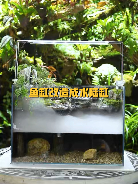 鱼缸改成水陆缸