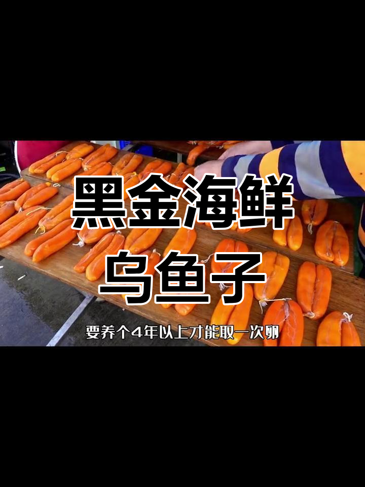 乌鱼籽:台湾渔民的黄金季节