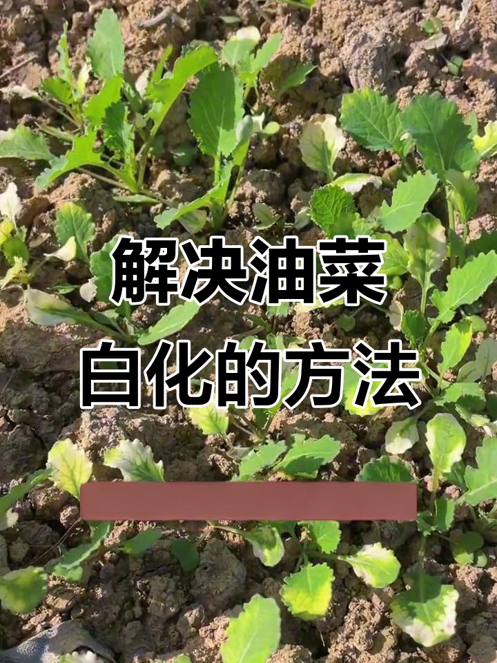 油菜白化原因及解决方法，药害如何应对