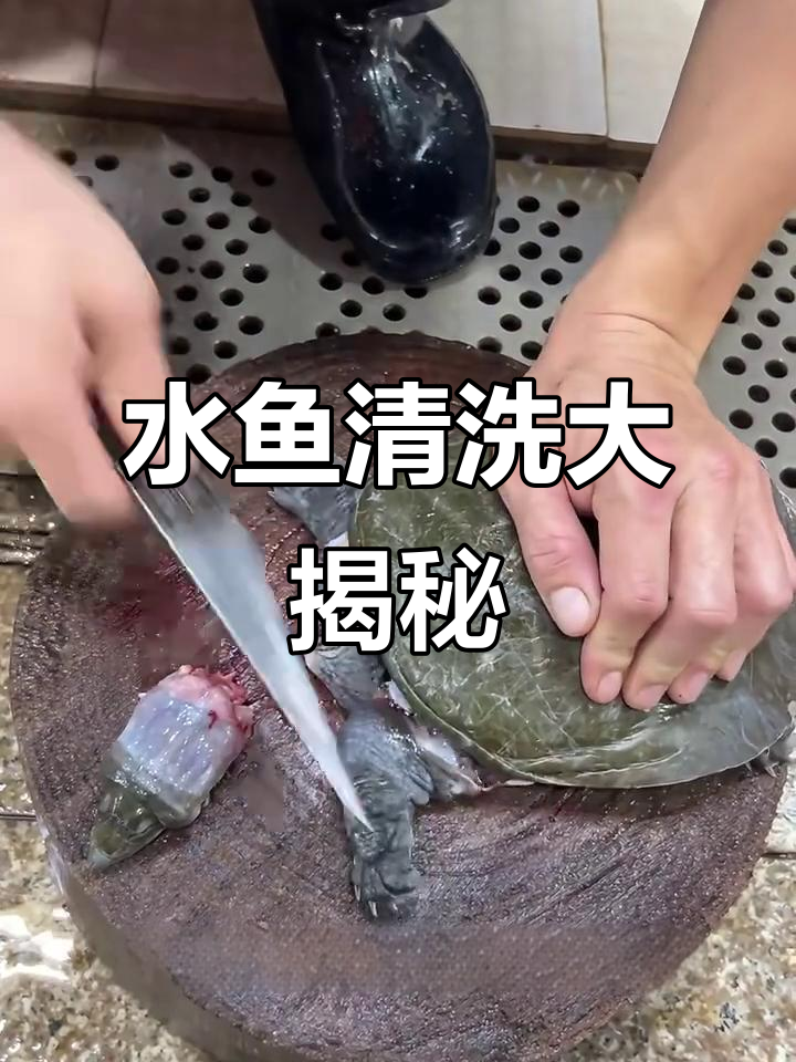 快速杀水鱼,30秒搞定!中华老鱼的清理技巧