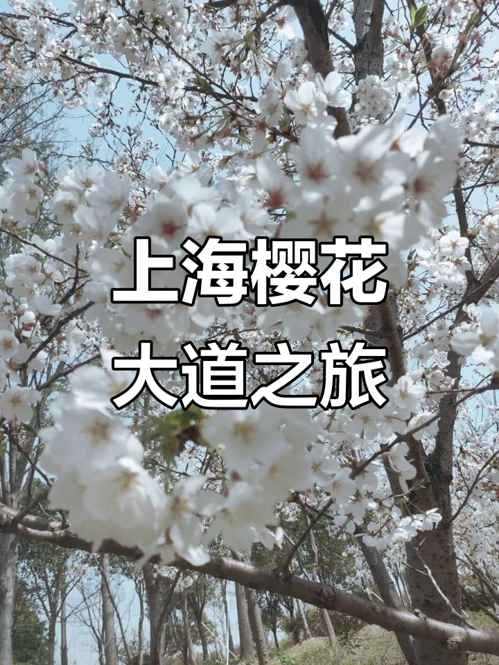 上海之鱼与樱花大道:泡泡公园的美丽邂逅