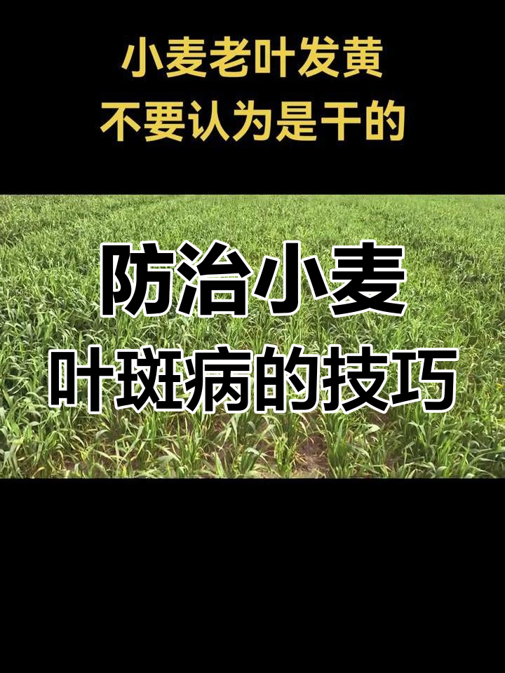 小麦细菌性叶斑病,如何防治效果更佳?