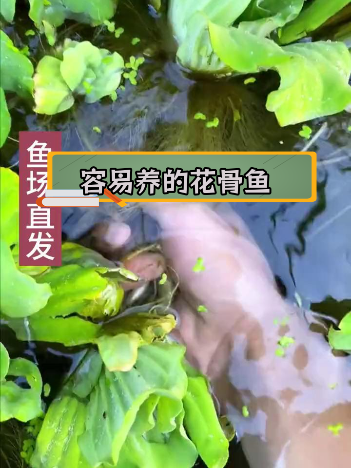 花骨鱼:滤食性鱼类,养殖成本低