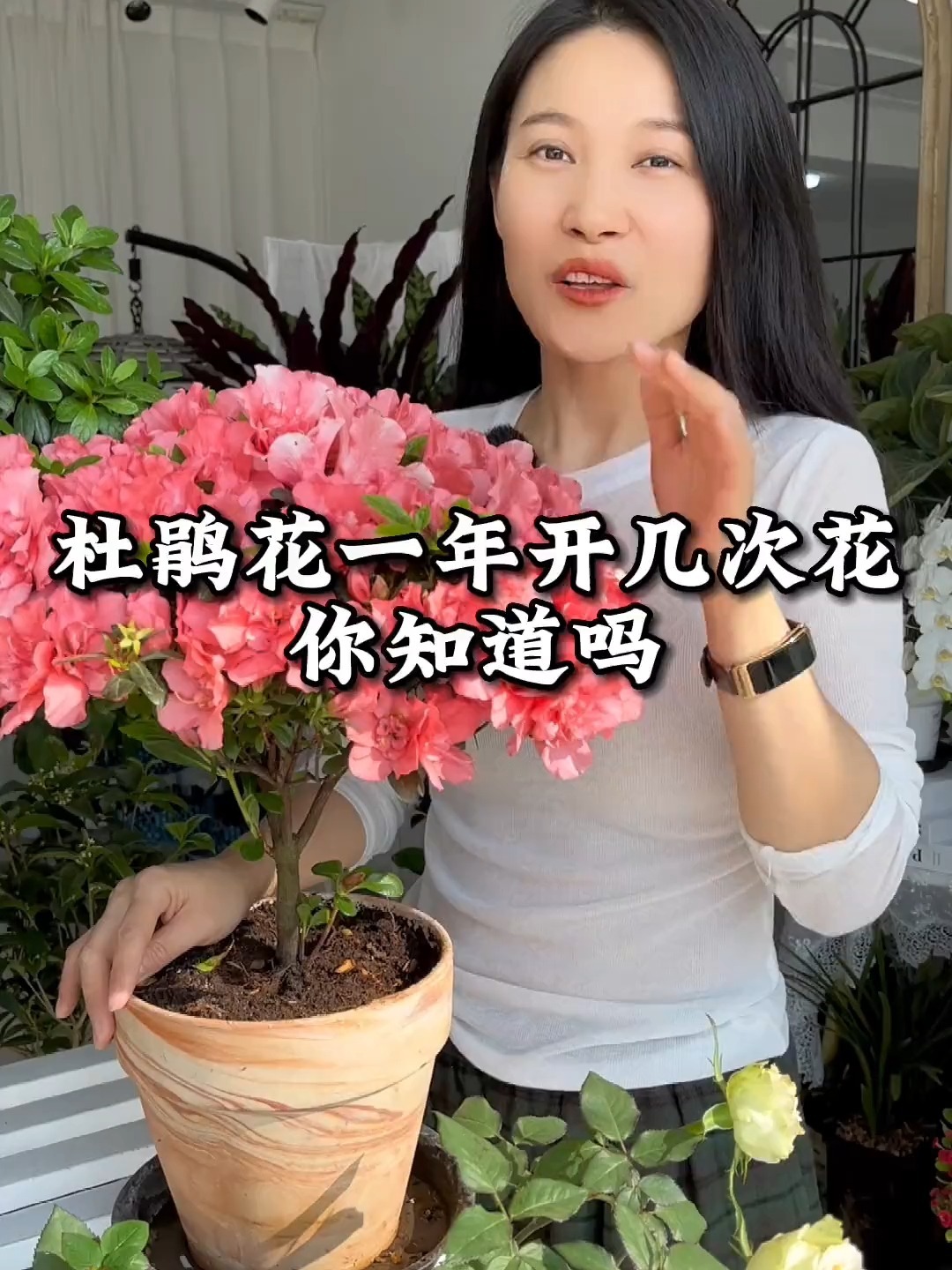 杜鹃花一年开几次花,你知道吗