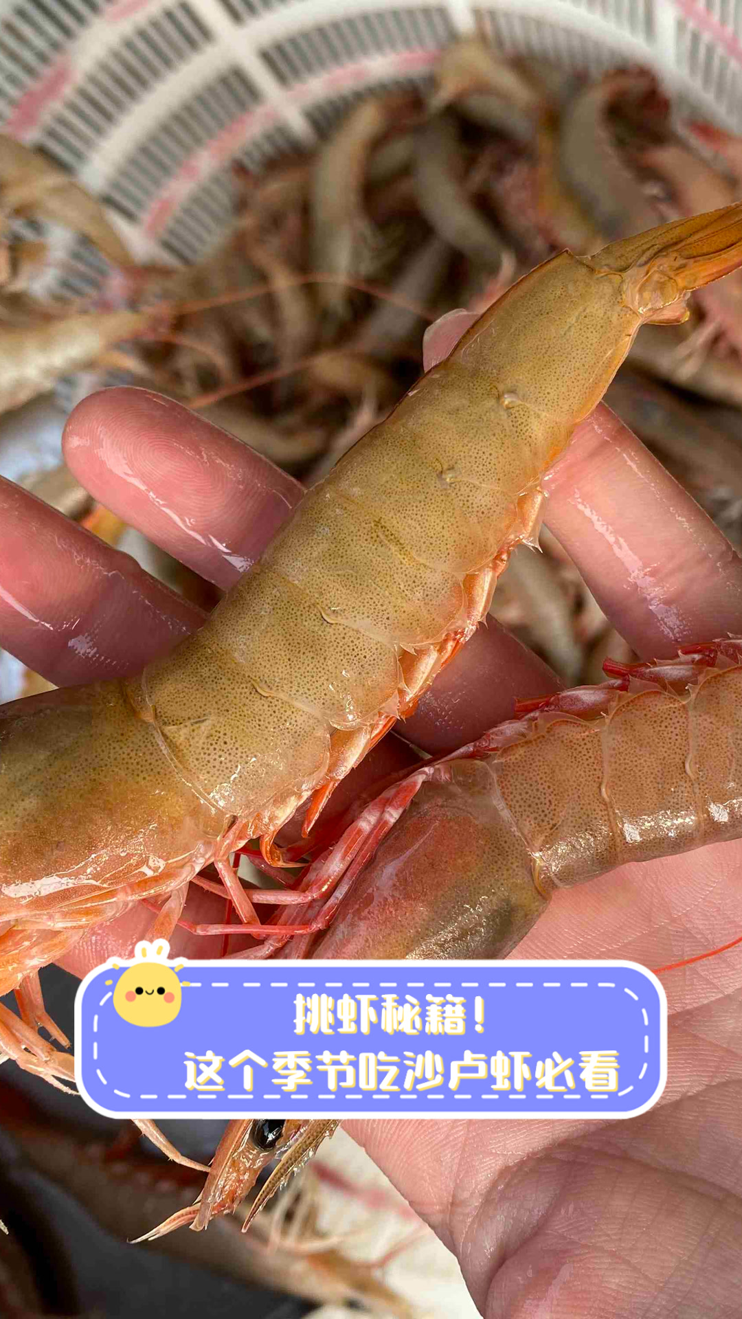 挑虾秘籍！这个季节吃沙卢虾必看