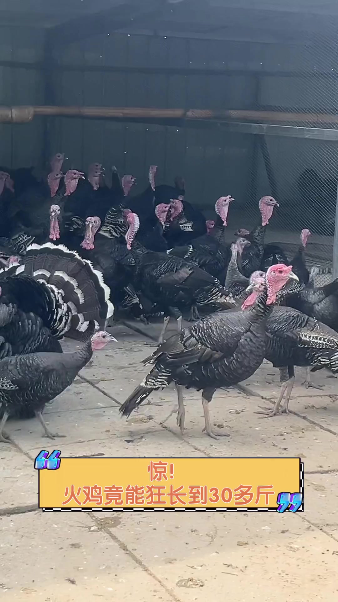 惊!火鸡竟能狂长到30多斤
