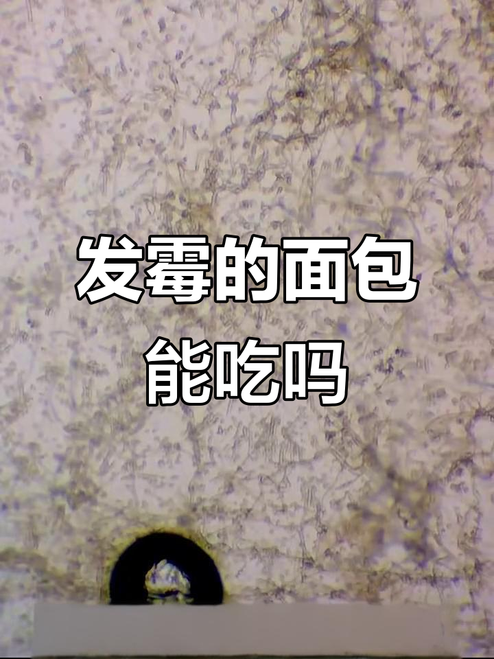 面包发霉还能吃吗?如何判断是否变质