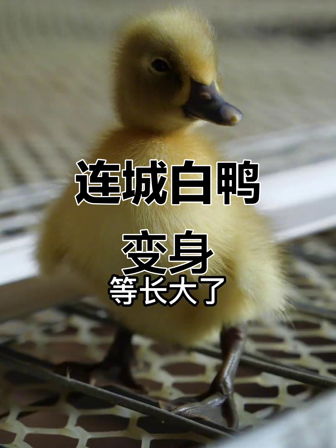 小黄,这可不是普通鸭子,褪毛后变回大家熟悉的样子!