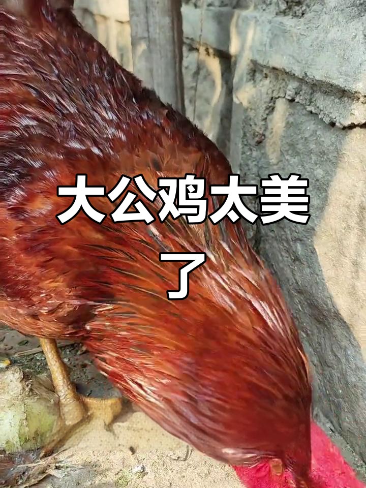 农村散养土鸡,大公鸡真帅气!