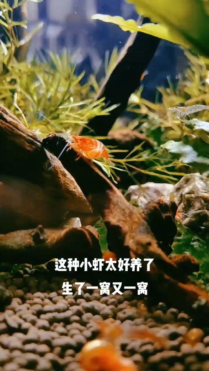 小虾繁殖的季节