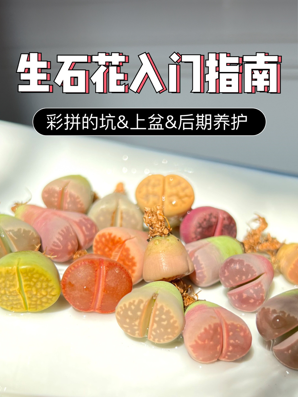 生石花入坑指南-拼盘有啥坑?上盆&后期养护