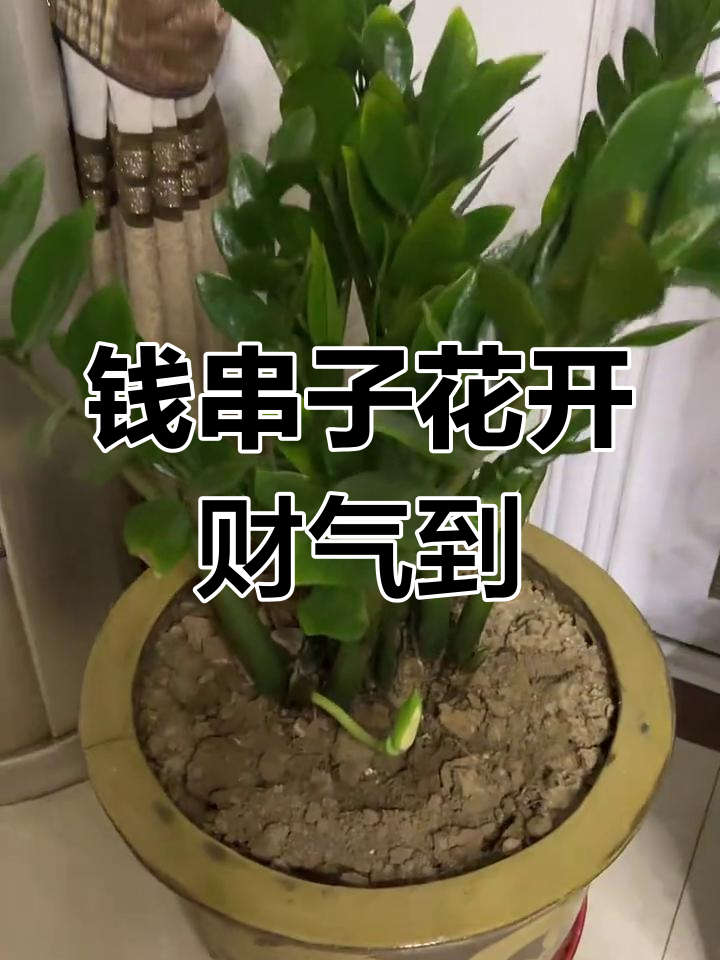 钱串子开花,财运滚滚来!好运连连等你拿