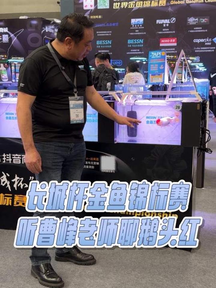 听曹峰老师聊一聊中国传统金鱼鹅头红