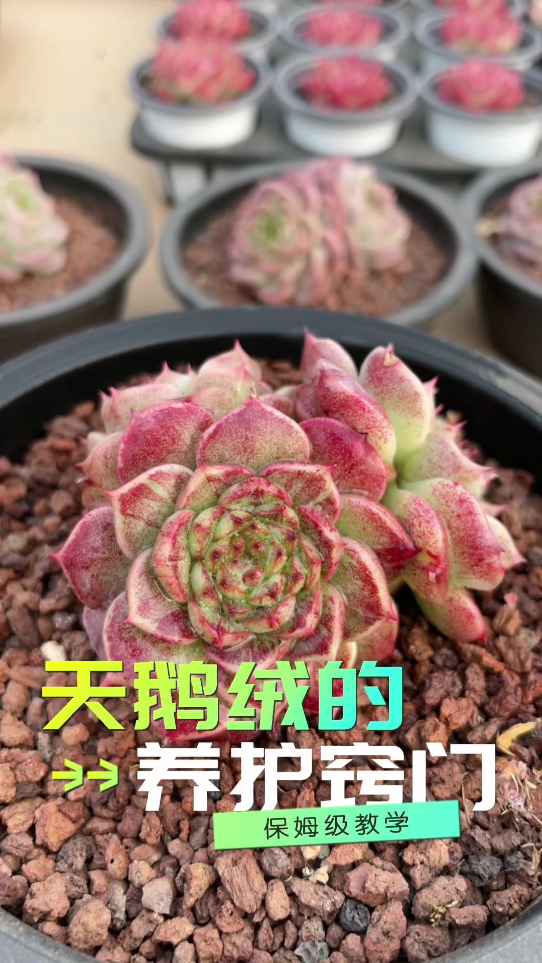 天鹅绒的养护小窍门！分享给买了天鹅绒的各位上帝们 肉肉的世界 多肉直播 一花一草一世界 多