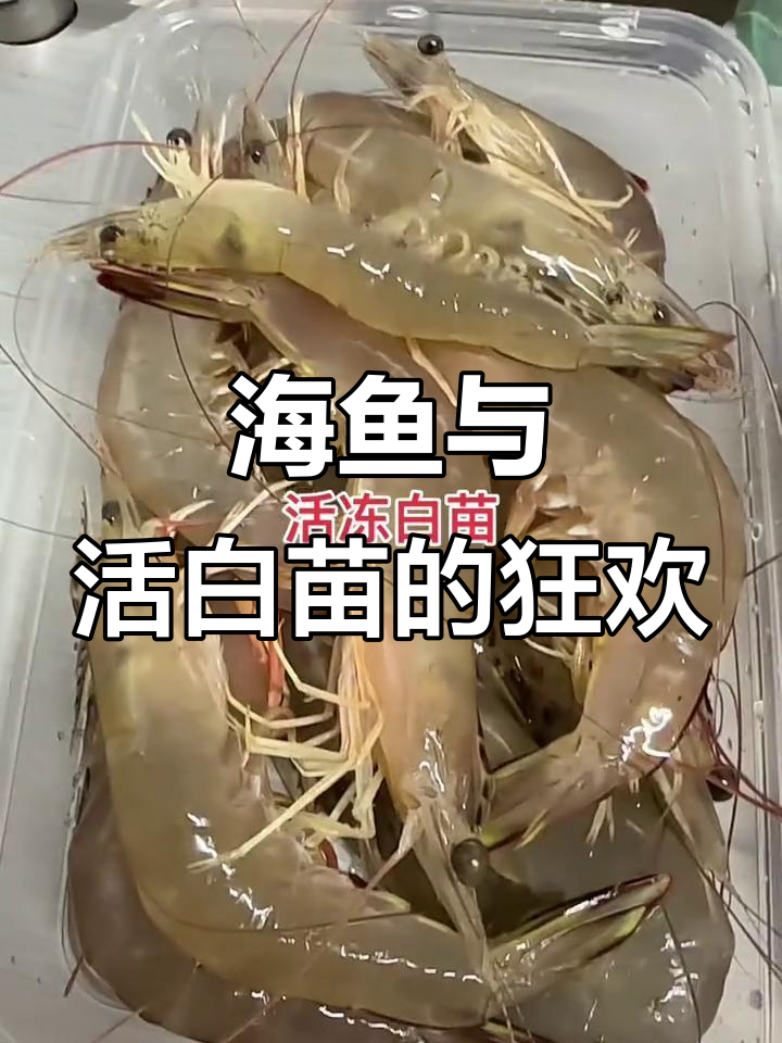 跳舞、挖洞,爽到不行!海鱼和活白苗的奇妙冒险