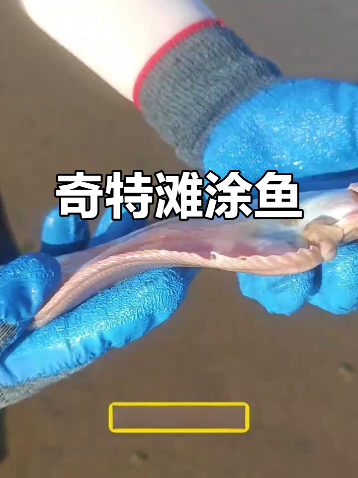 见过与鞋底相似的鱼吗？踏板鱼肉质鲜美，营养丰富