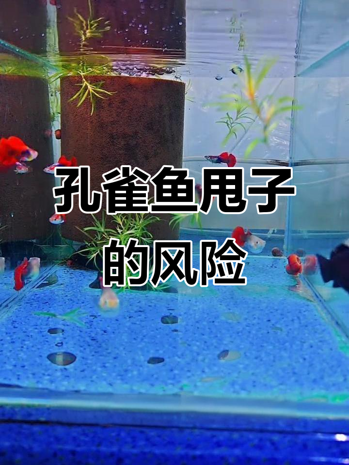 孔雀鱼甩子引发烧鳍,如何应对未受精卵的危害
