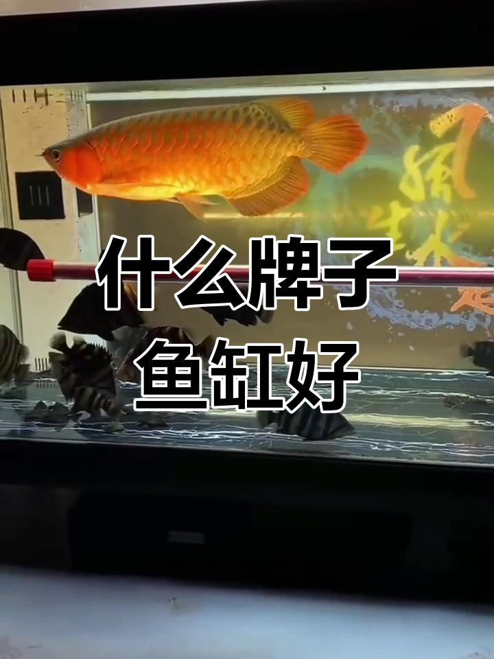 鱼缸品牌推荐与性价比分析
