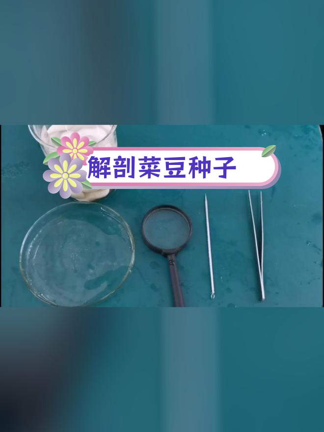 观察菜豆种子的结构与功能