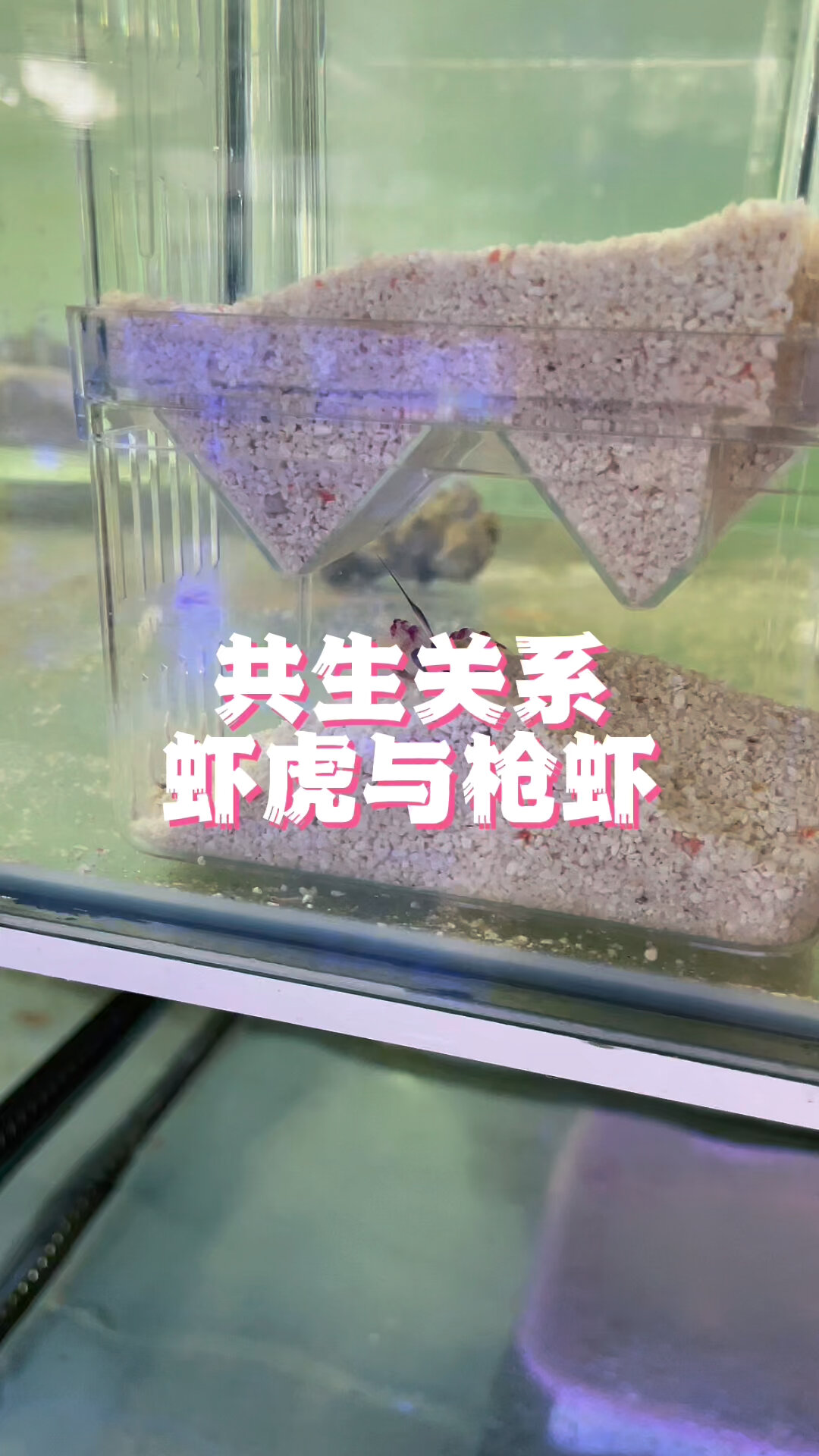 共生关系的枪虾与虾虎
