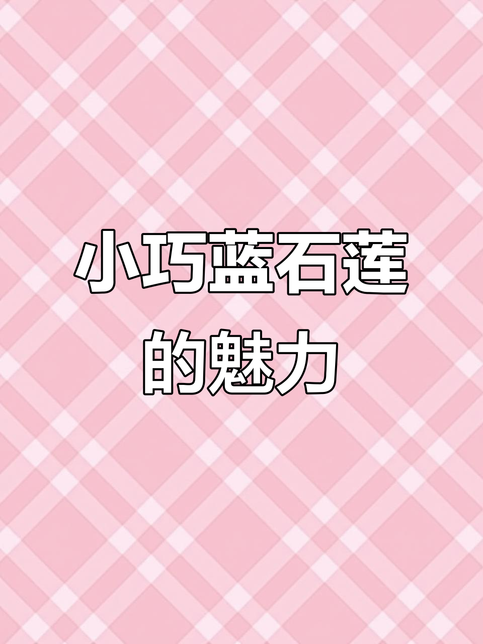 蓝石莲:小巧精致的多肉植物,控养状态下的美丽变化
