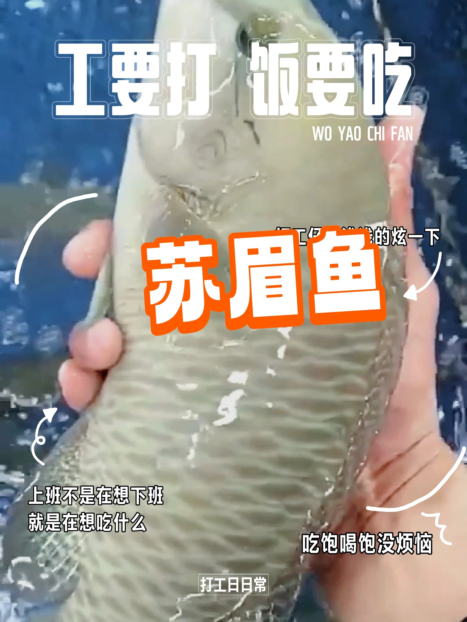 鱼中大熊猫~苏眉鱼