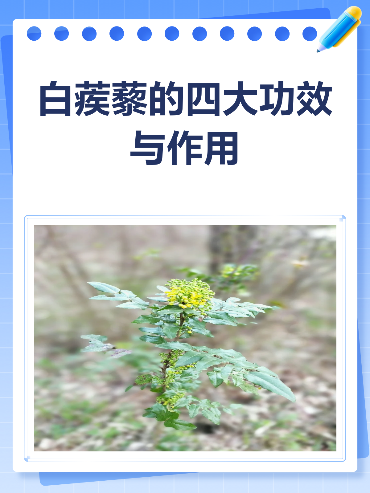 白蒺藜,小小果实大大作用!