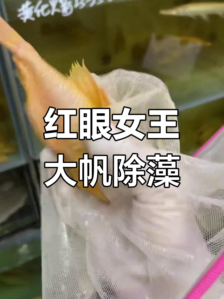 正宗红眼女王大帆,鱼缸除藻神器,打造空气缸