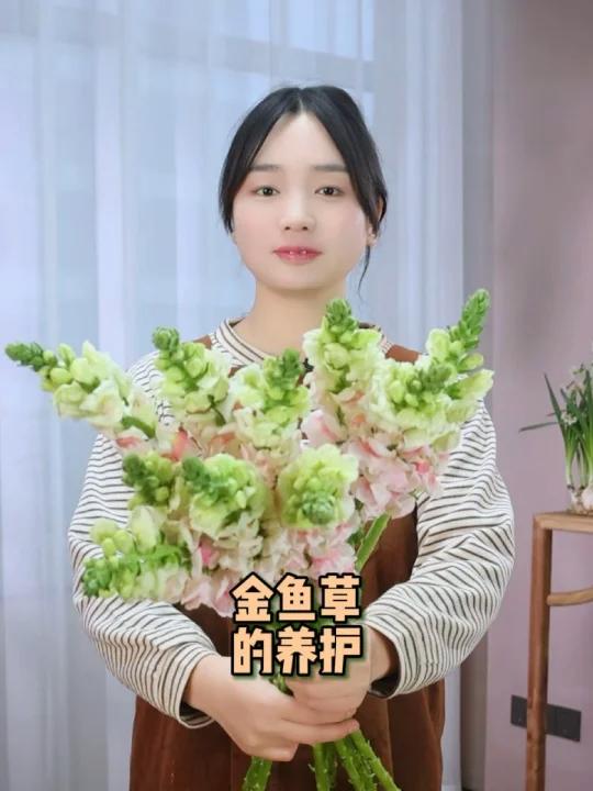 金鱼草的养护方法和技巧