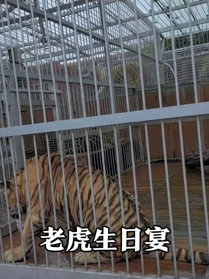 老虎生日宴太豪华!生肉蛋糕齐上阵,白虎馋到挪不动脚