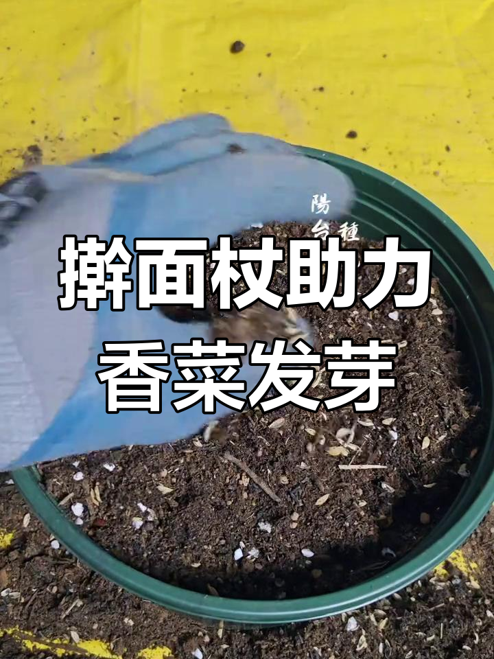 用擀面杖压种子,香菜发芽率翻倍!阳台种植小技巧