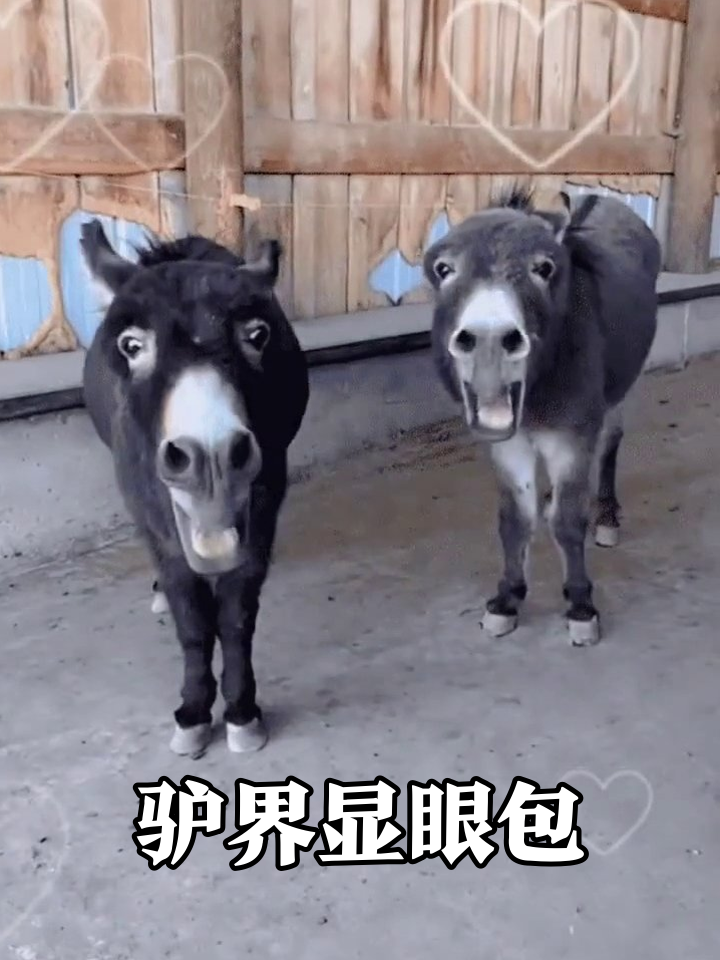 驴界表情包大赛?两只驴龇牙咧嘴表情管理失败