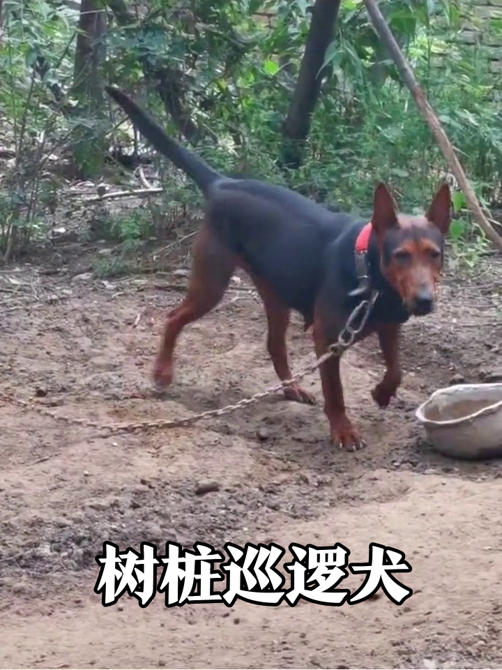 狗子被拴急出表情包:我只是想给树绕个口令
